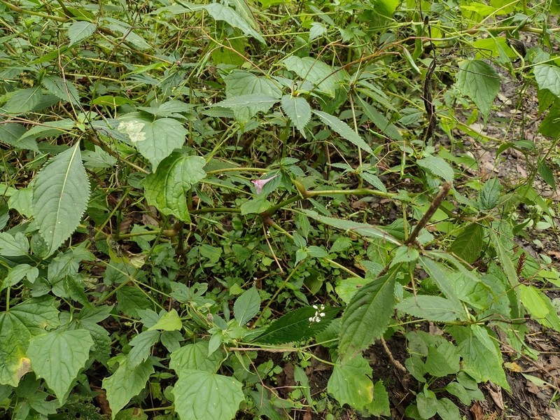 Impatiens devolii photo 7