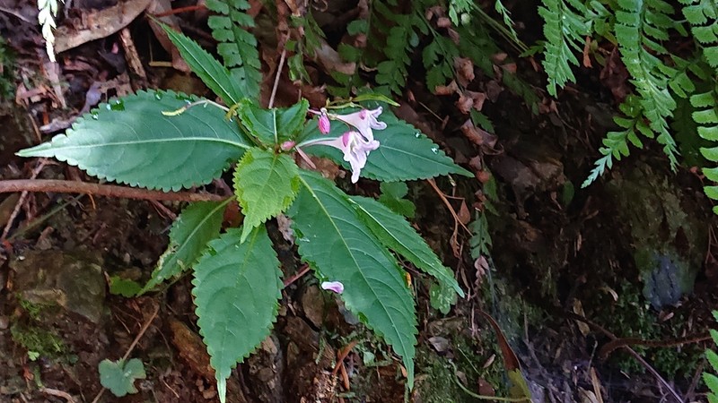 Impatiens devolii photo 8