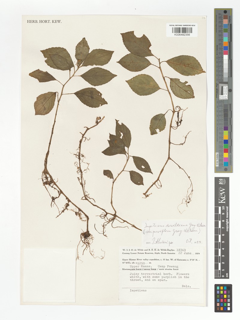 Impatiens dewildeana