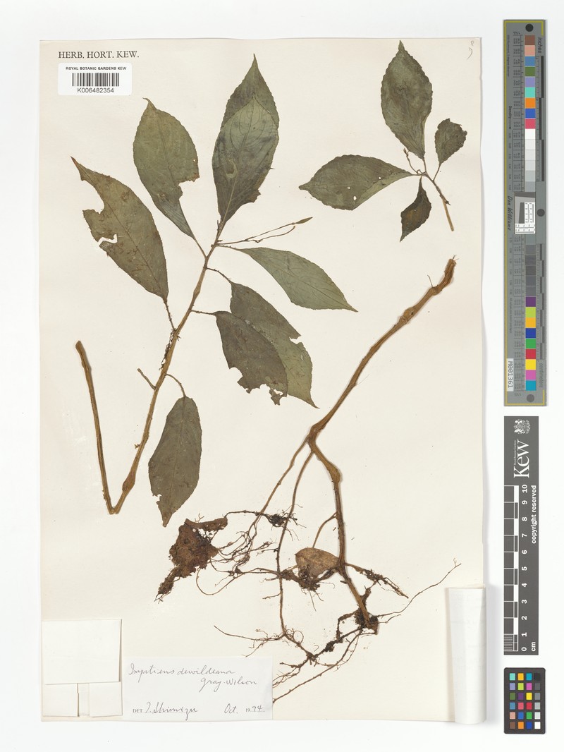 Impatiens dewildeana photo 2