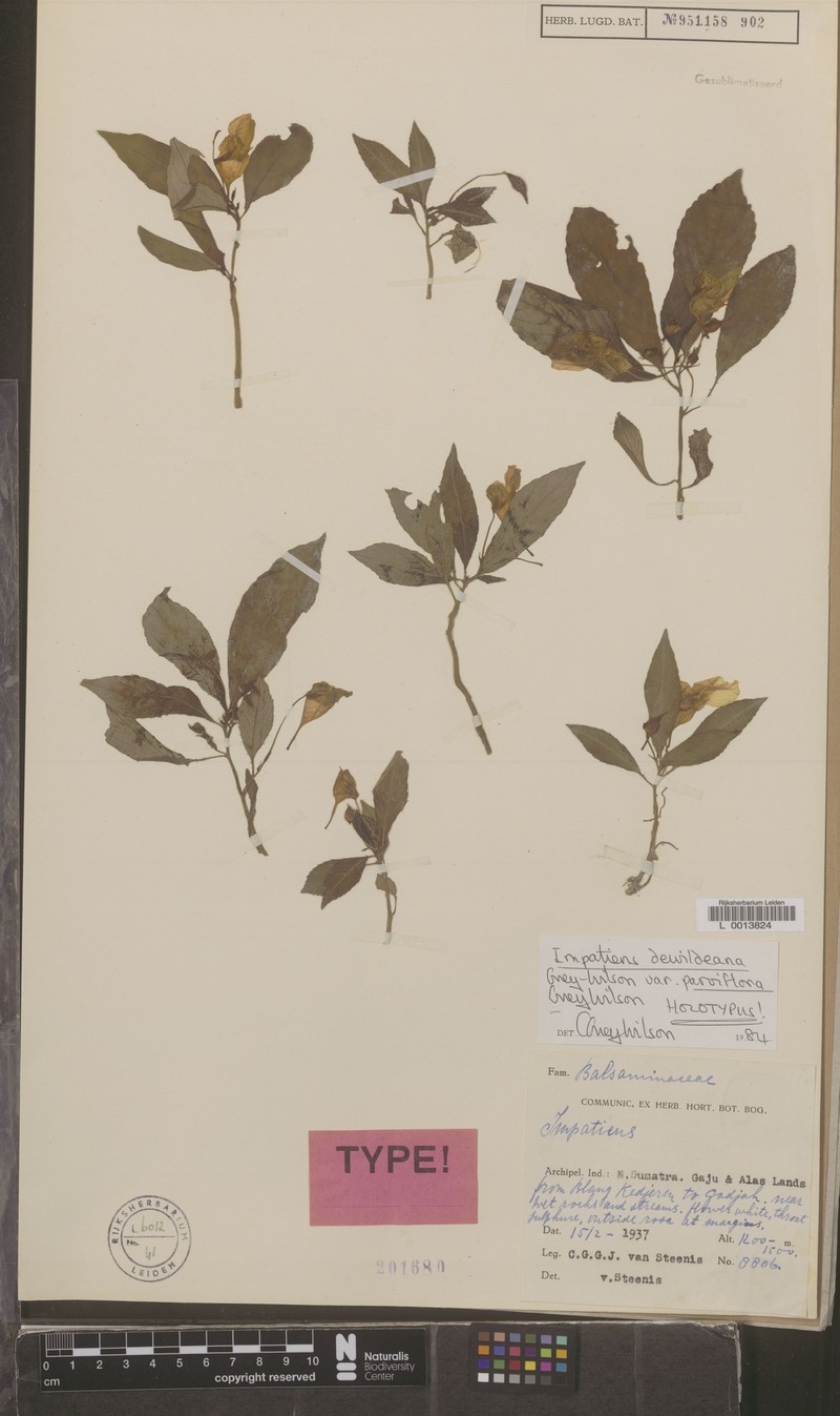 Impatiens dewildeana var. parviflora photo 2