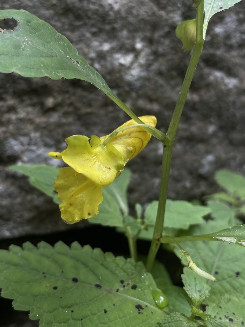 Impatiens dicentra