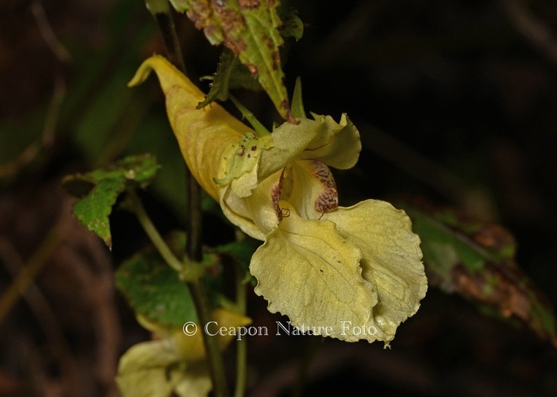Impatiens dicentra photo 2