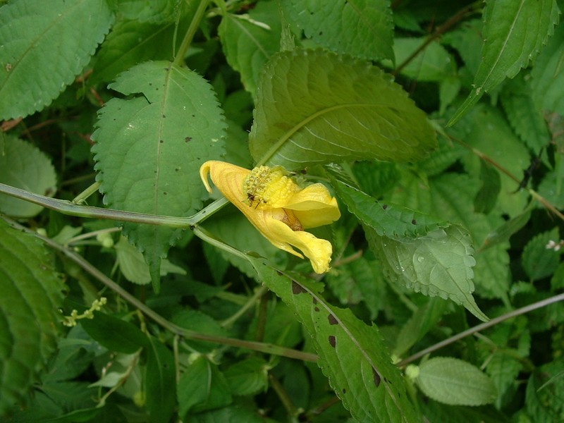 Impatiens dicentra photo 3