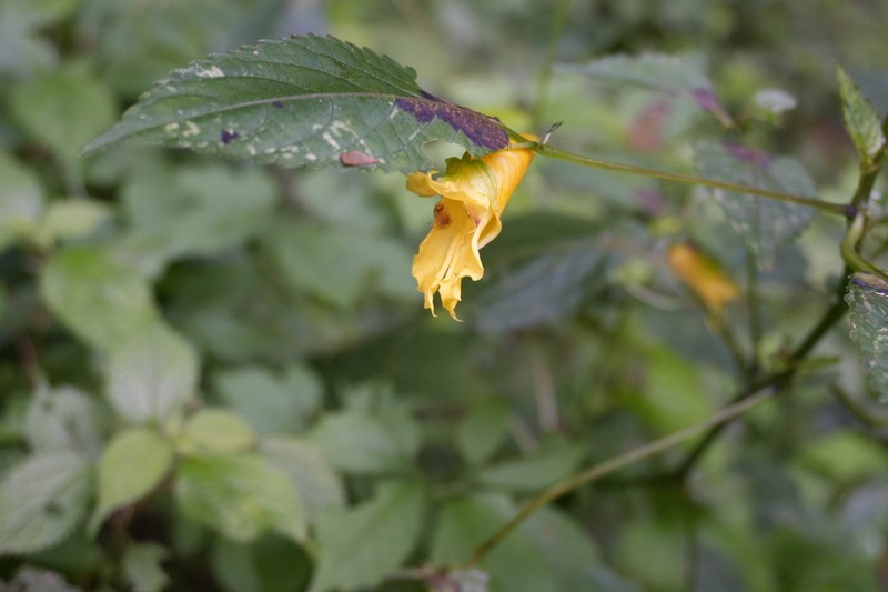 Impatiens dicentra photo 4