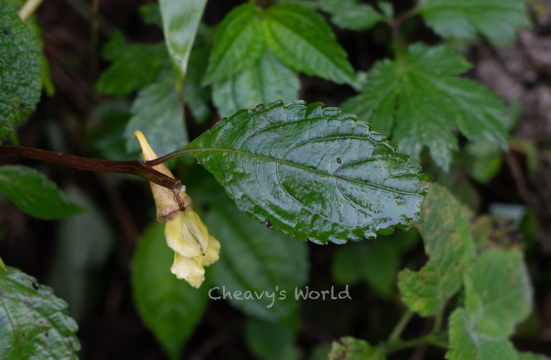 Impatiens dicentra photo 6