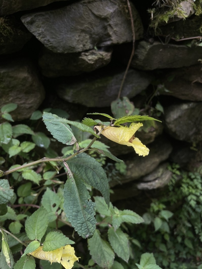Impatiens dicentra photo 7