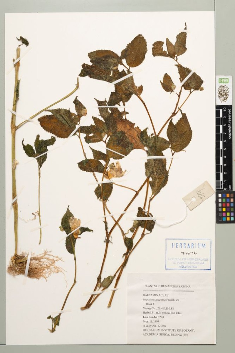 Impatiens dicentra photo 8