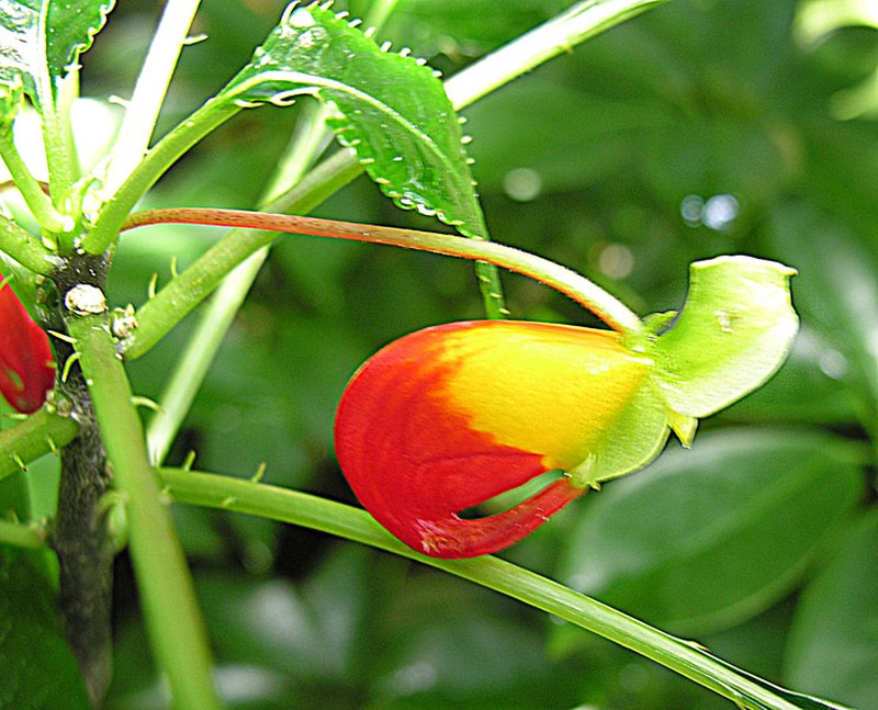 Impatiens dichroa