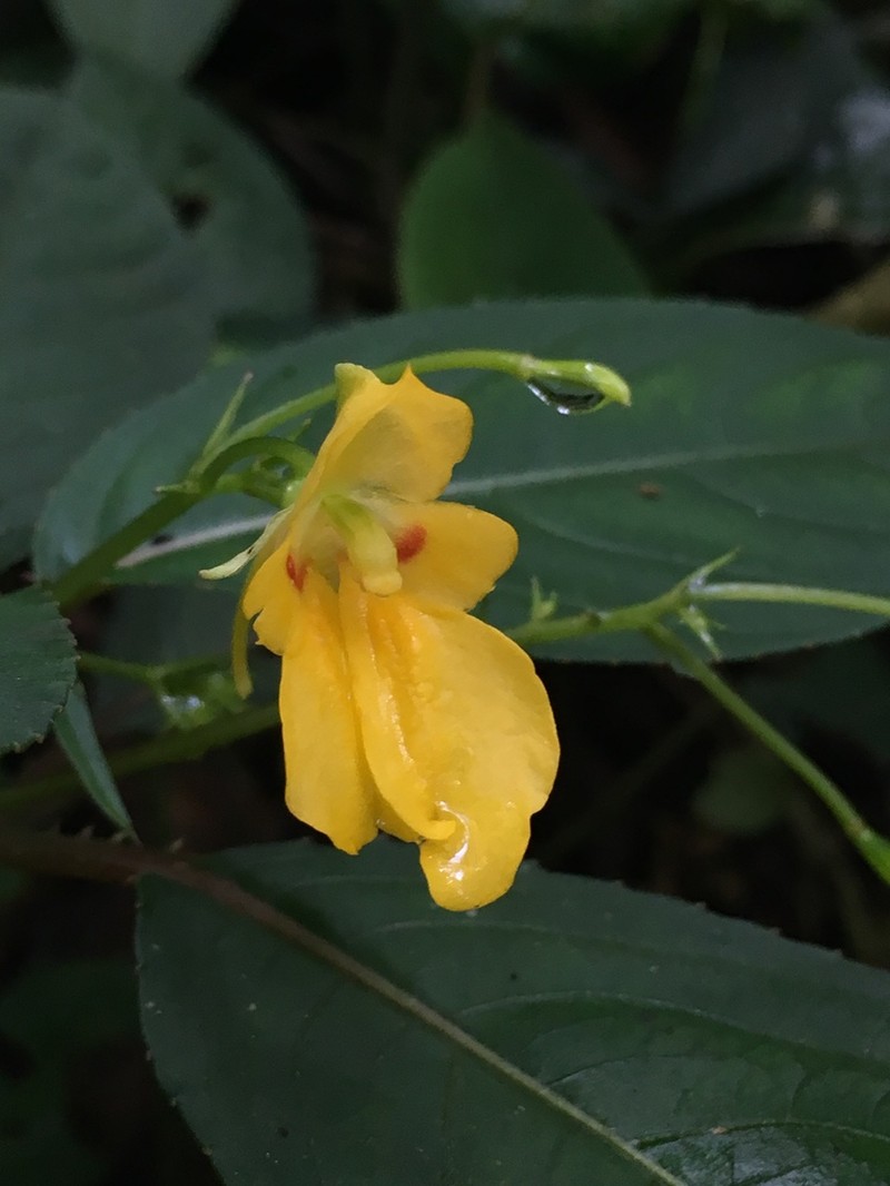 Impatiens diepenhorstii