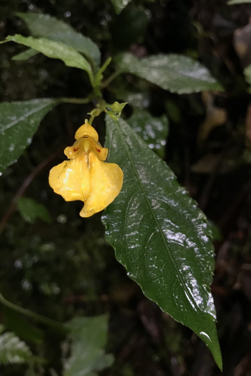Impatiens diepenhorstii photo 2