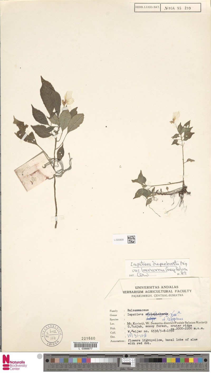 Impatiens diepenhorstii var. brevicornu