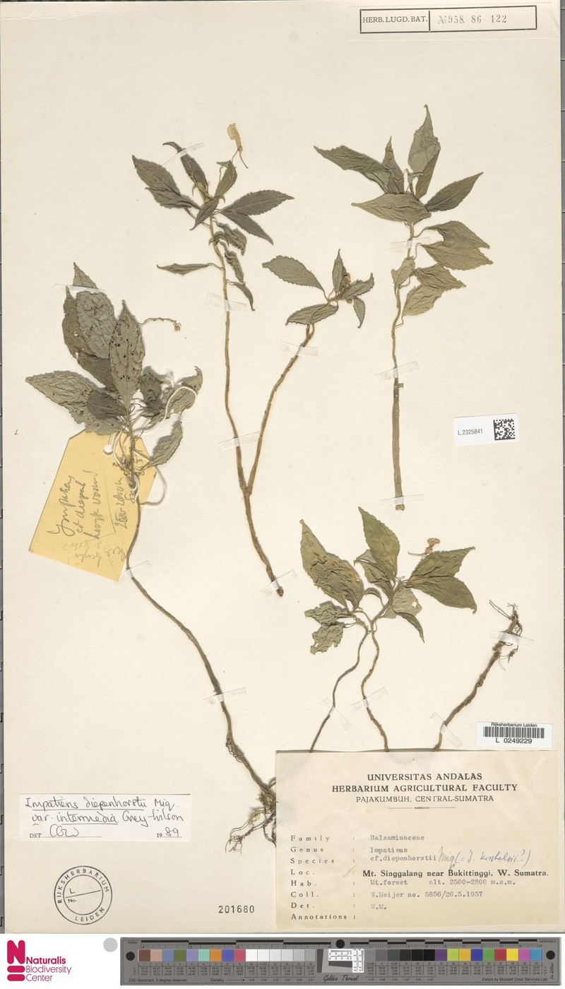 Impatiens diepenhorstii var. intermedia