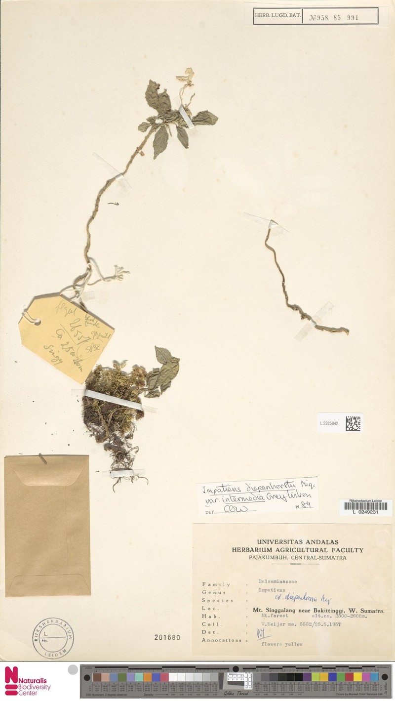Impatiens diepenhorstii var. intermedia photo 2