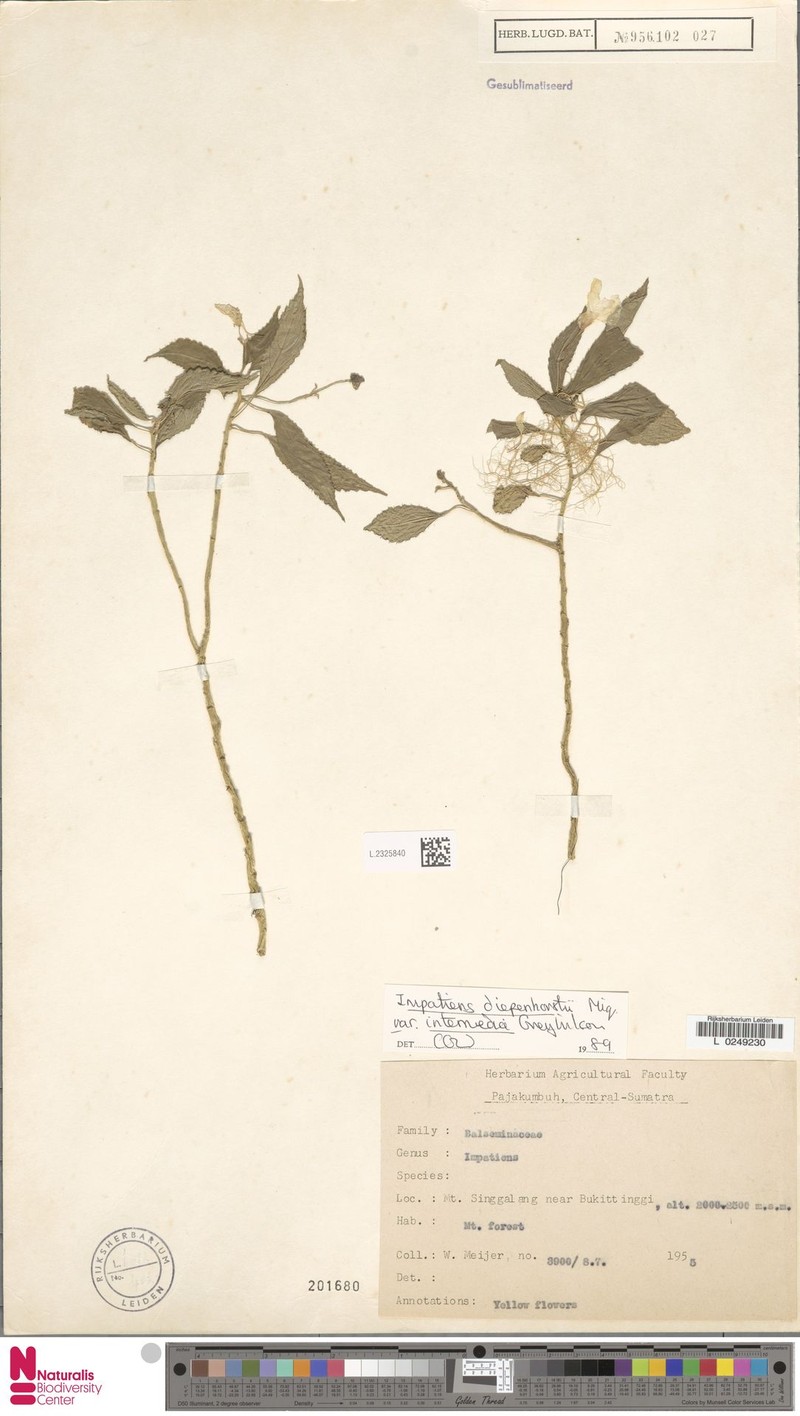 Impatiens diepenhorstii var. intermedia photo 3
