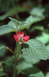Impatiens digitata