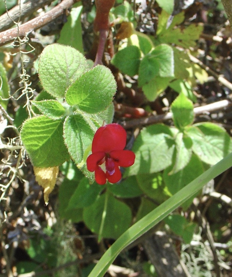 Impatiens digitata photo 2