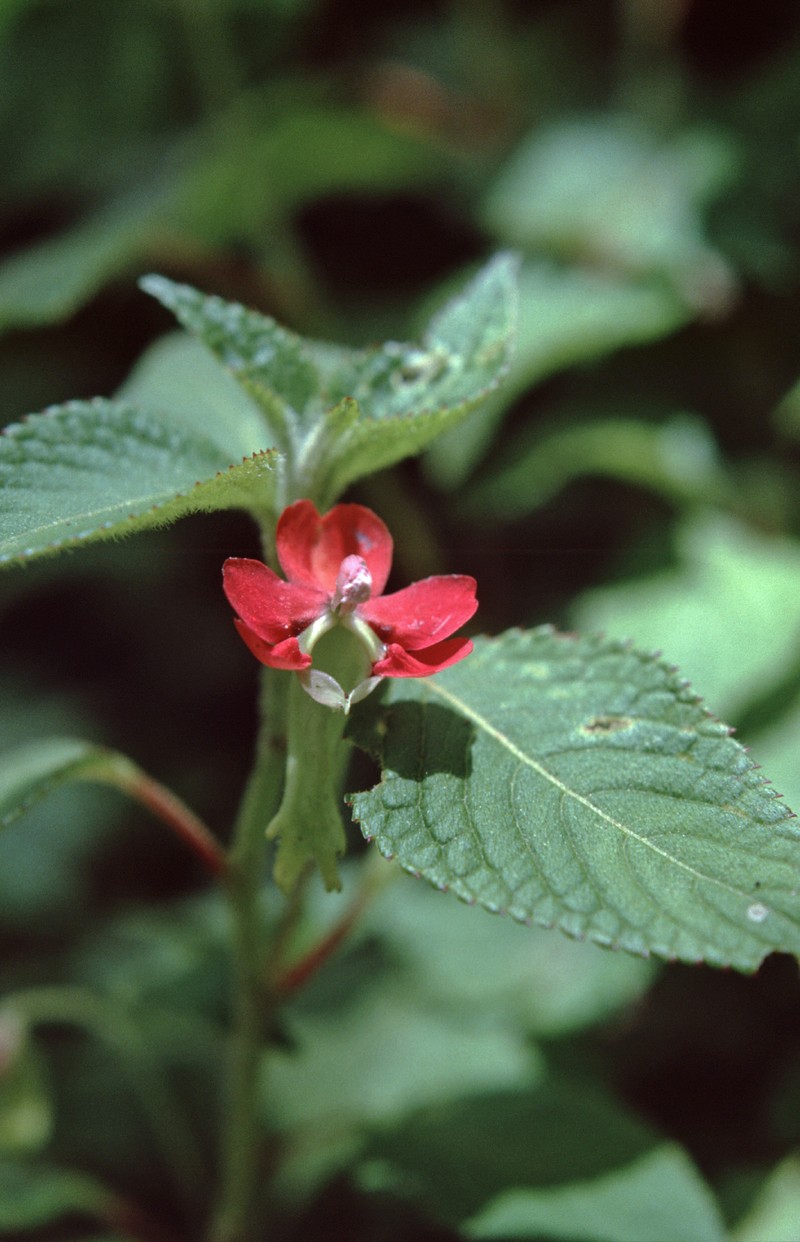 Impatiens digitata photo 4