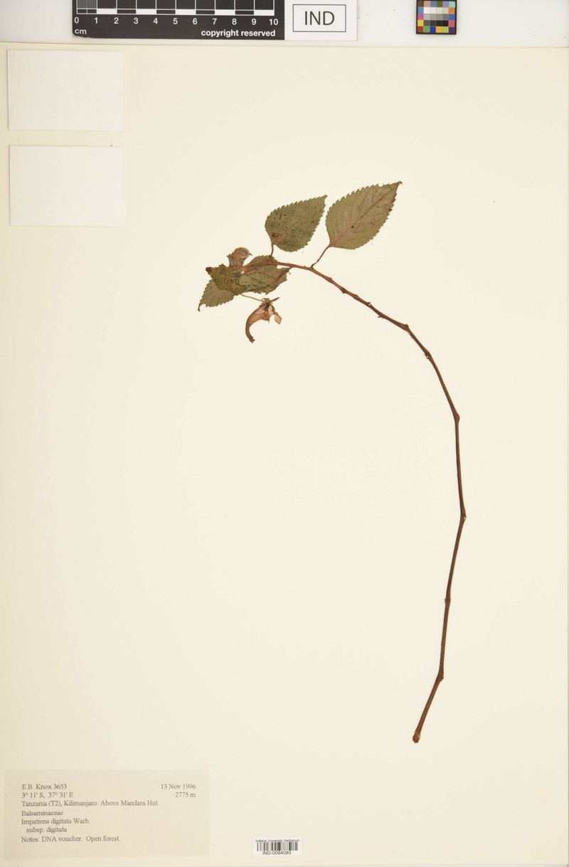 Impatiens digitata subsp. digitata