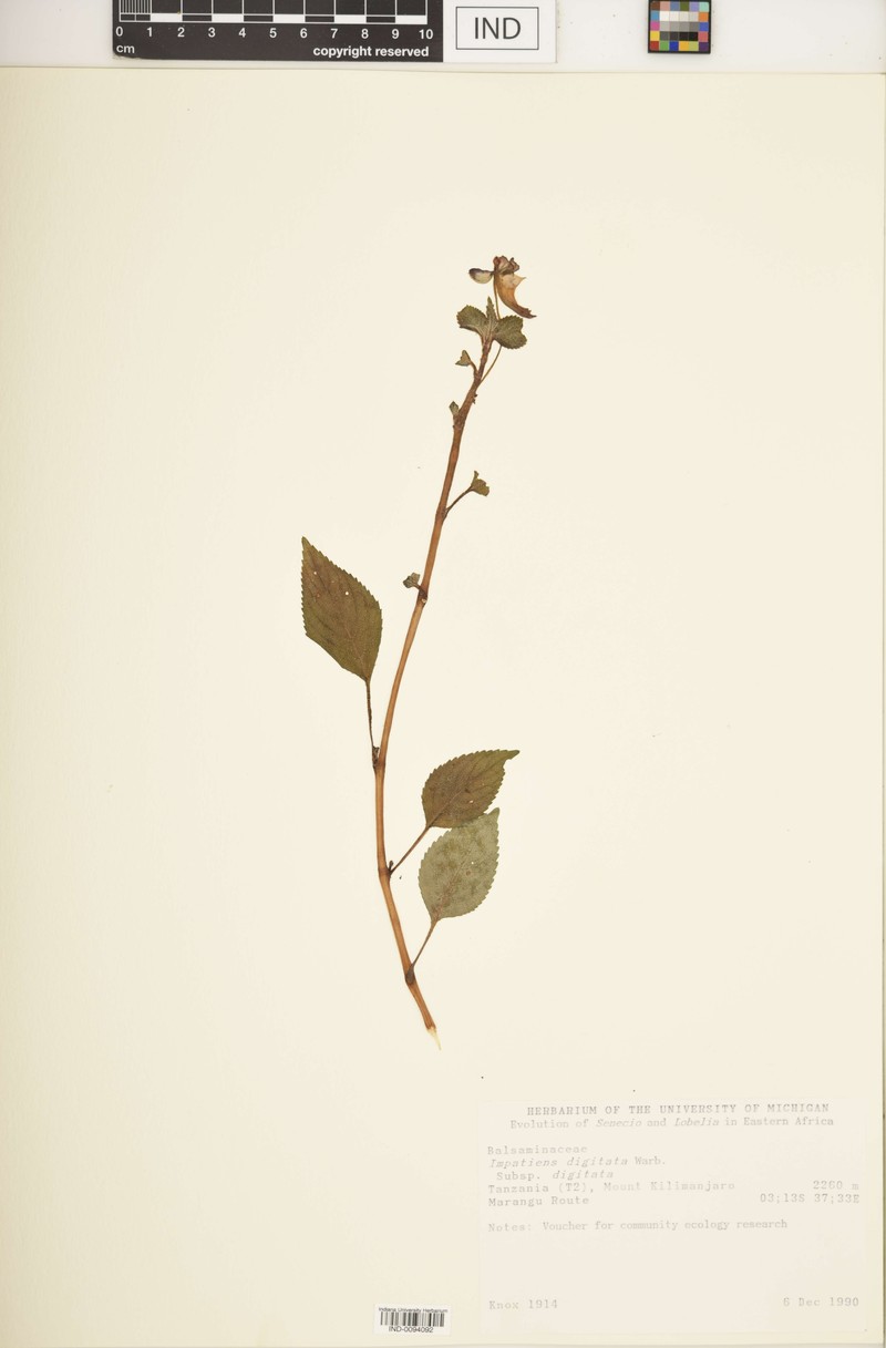 Impatiens digitata subsp. digitata photo 2