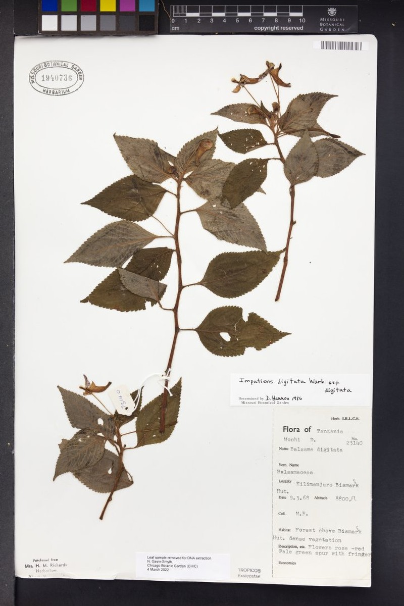 Impatiens digitata subsp. digitata photo 3