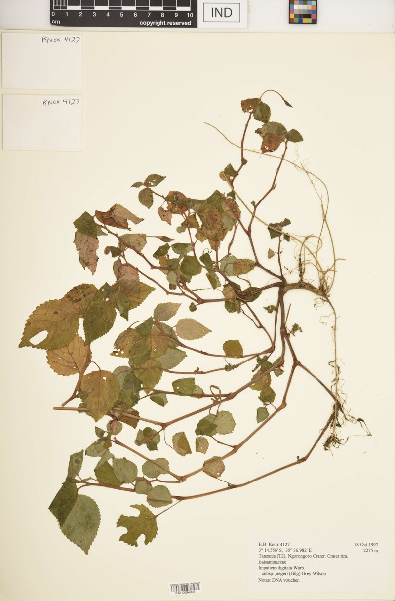 Impatiens digitata subsp. jaegeri