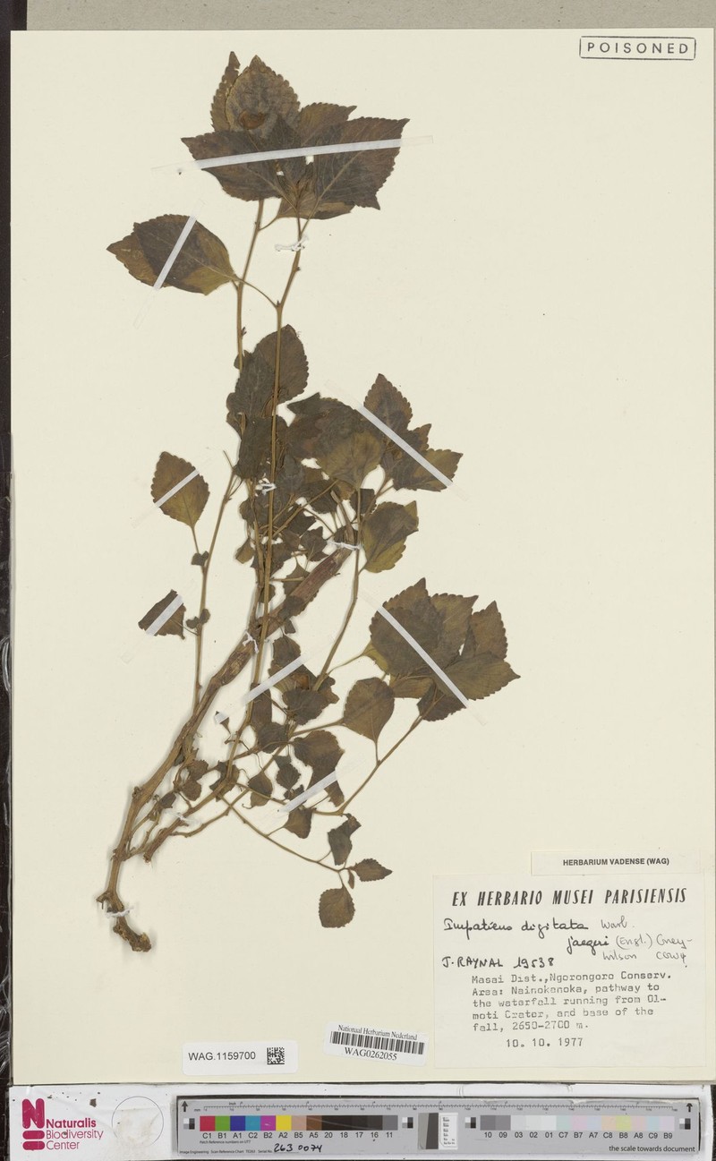 Impatiens digitata subsp. jaegeri photo 2