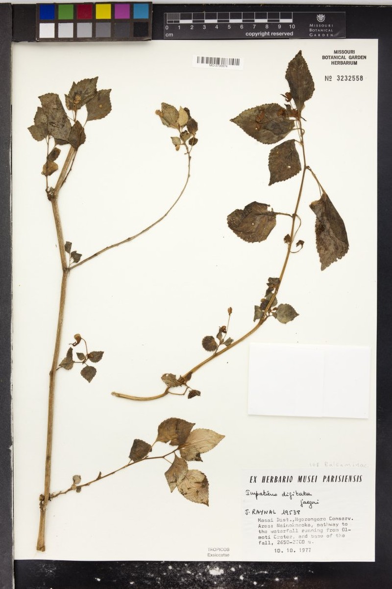 Impatiens digitata subsp. jaegeri photo 3