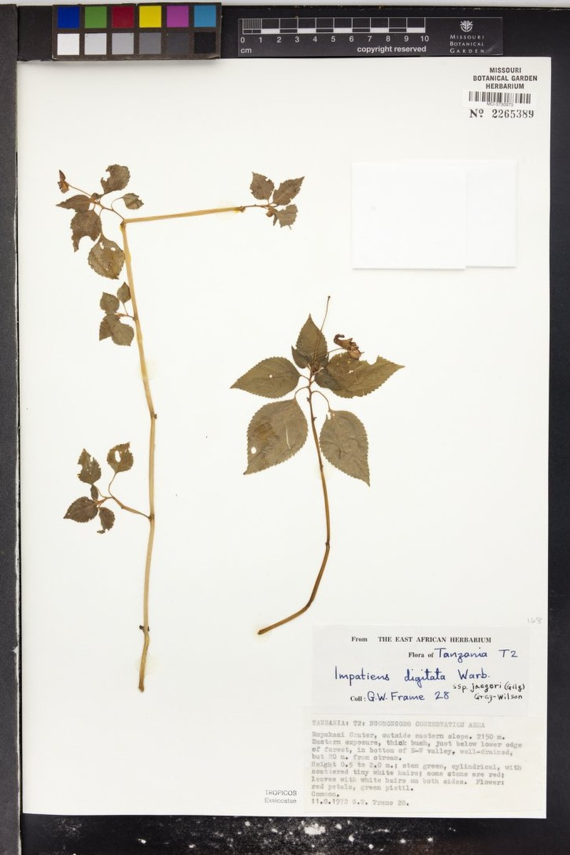 Impatiens digitata subsp. jaegeri photo 4