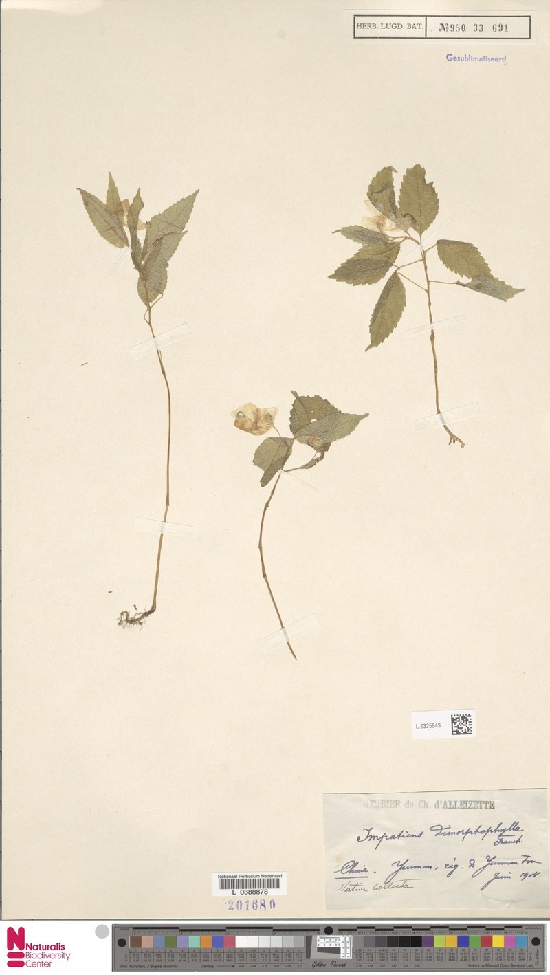 Impatiens dimorphophylla