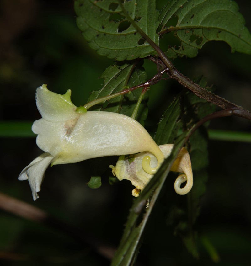 Impatiens discolor photo 2