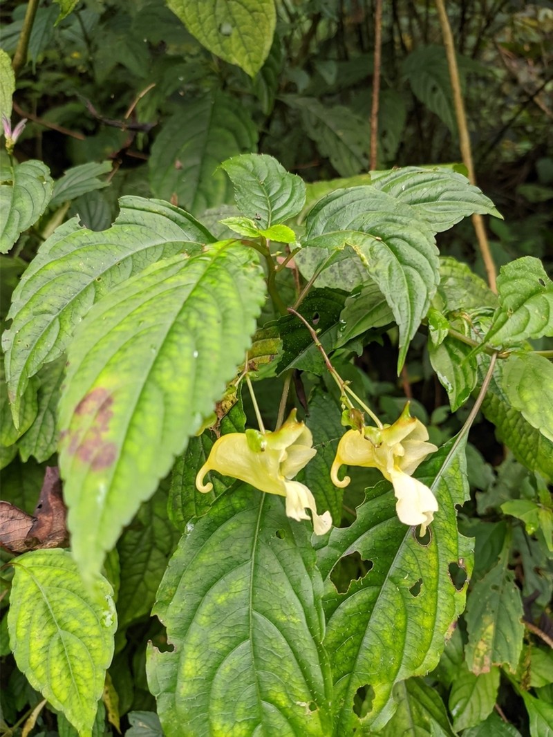 Impatiens discolor photo 3