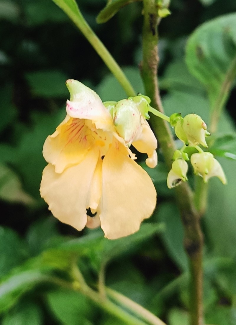 Impatiens discolor photo 4