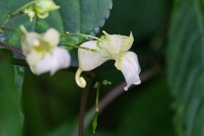 Impatiens discolor photo 5