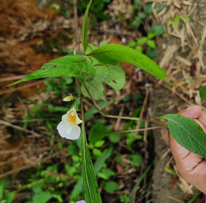Impatiens discolor photo 6