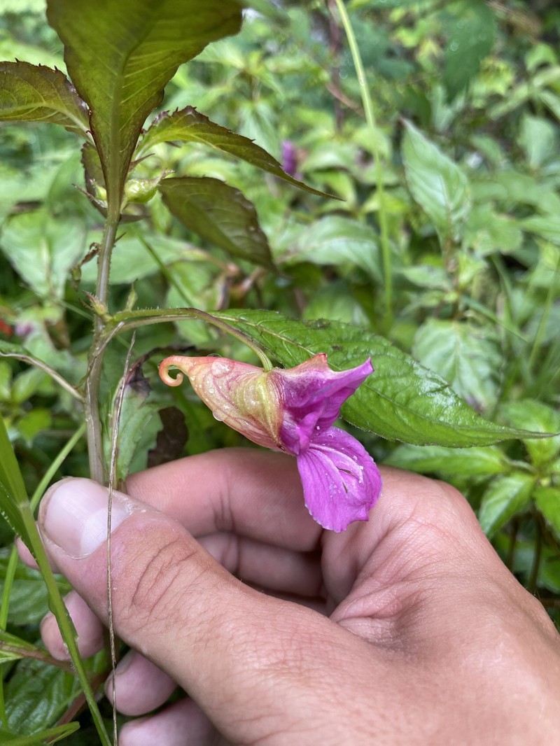 Impatiens discolor photo 7