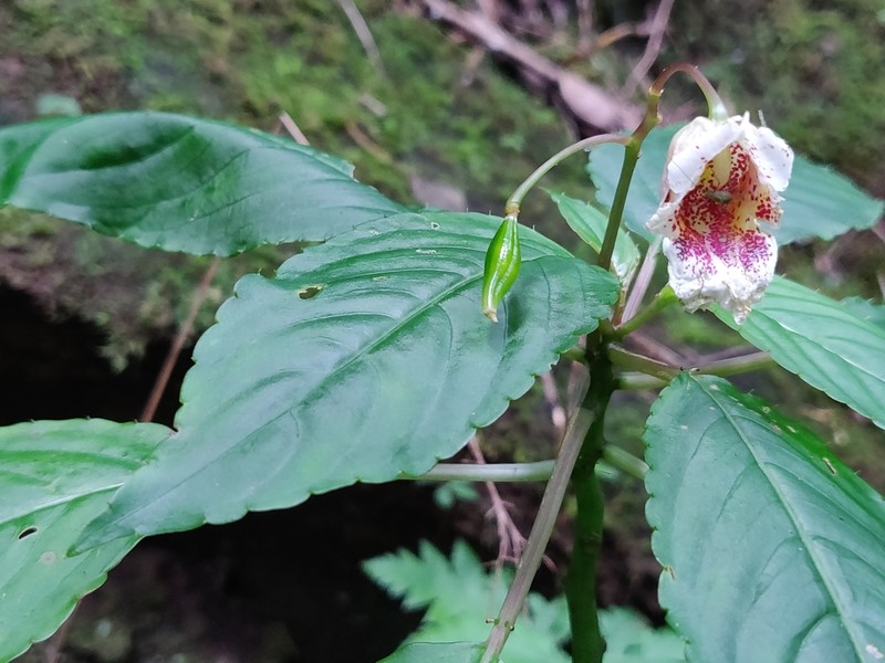 Impatiens disotis