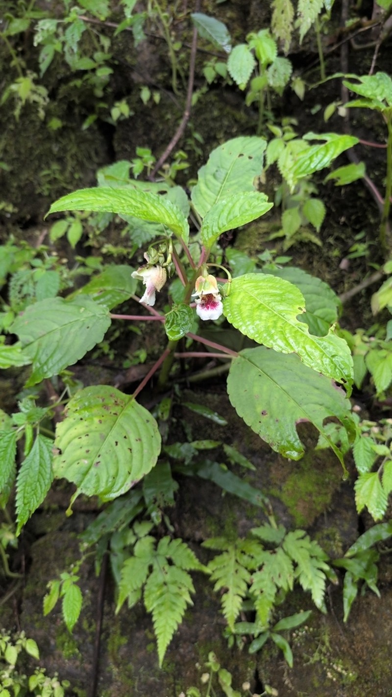 Impatiens disotis photo 2