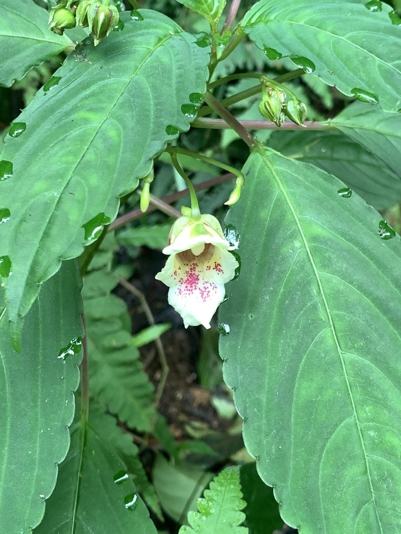 Impatiens disotis photo 3