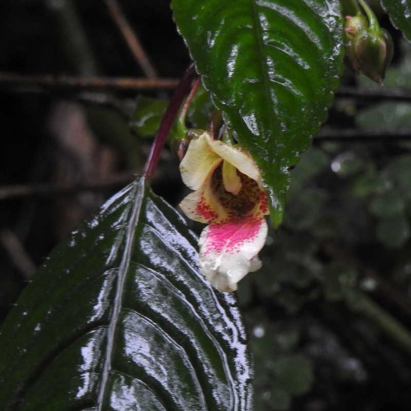 Impatiens disotis photo 4