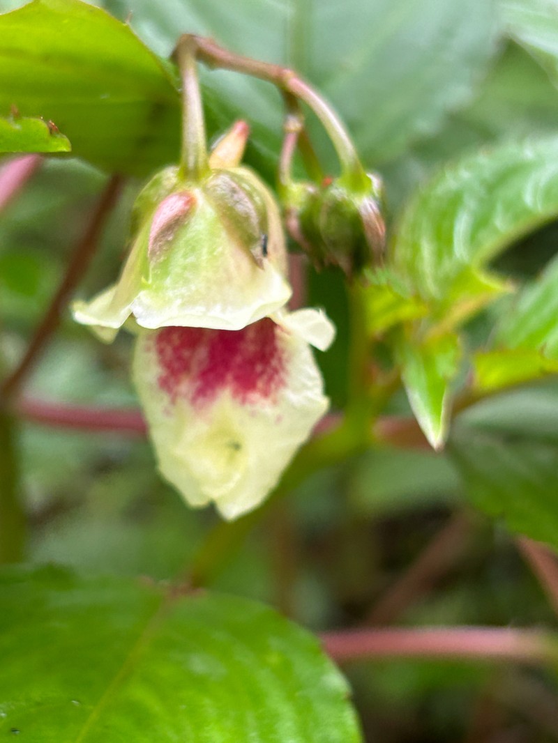 Impatiens disotis photo 5