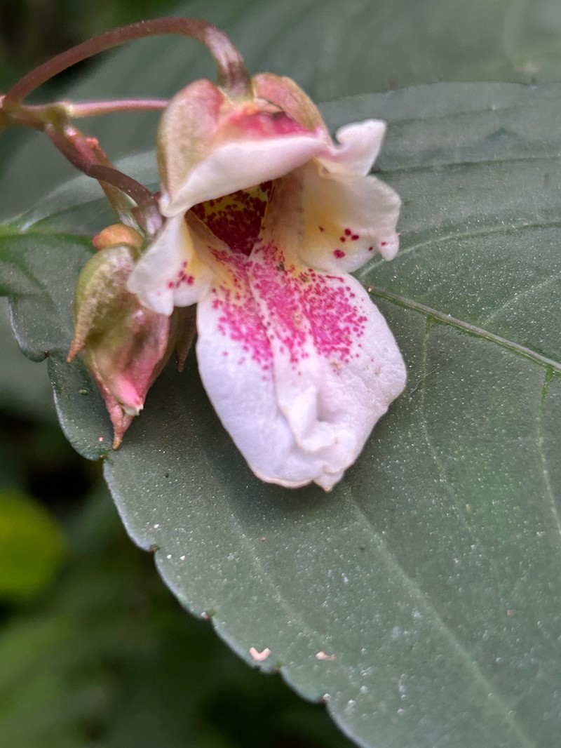 Impatiens disotis photo 6