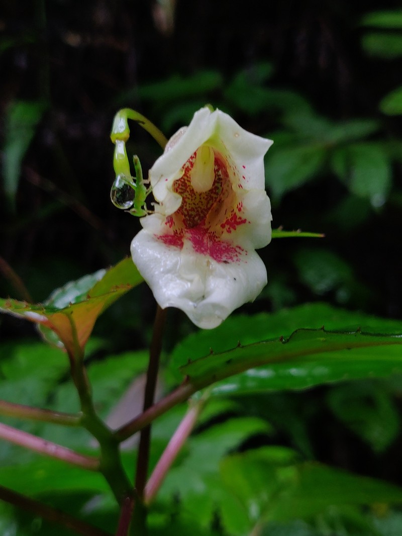 Impatiens disotis photo 8