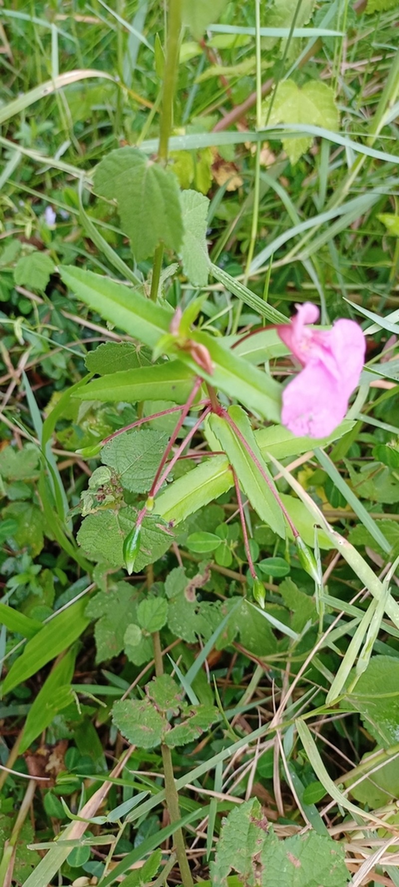 Impatiens diversifolia photo 2