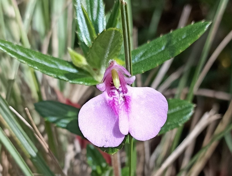 Impatiens diversifolia photo 3