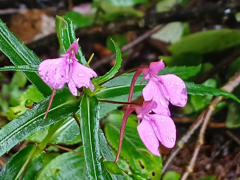 Impatiens diversifolia photo 4