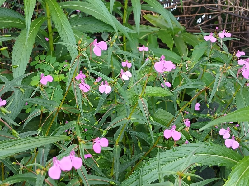 Impatiens diversifolia photo 5