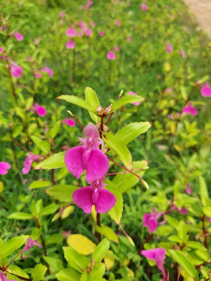 Impatiens diversifolia photo 7