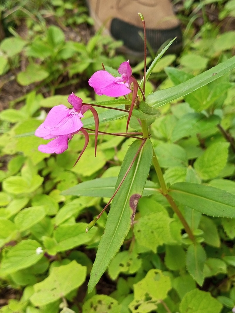 Impatiens diversifolia photo 8