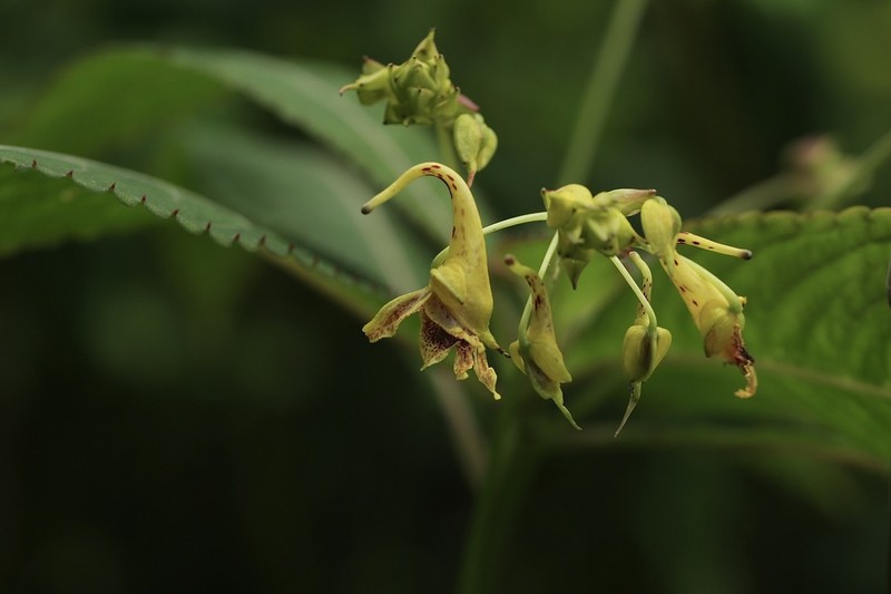 Impatiens dolichoceras